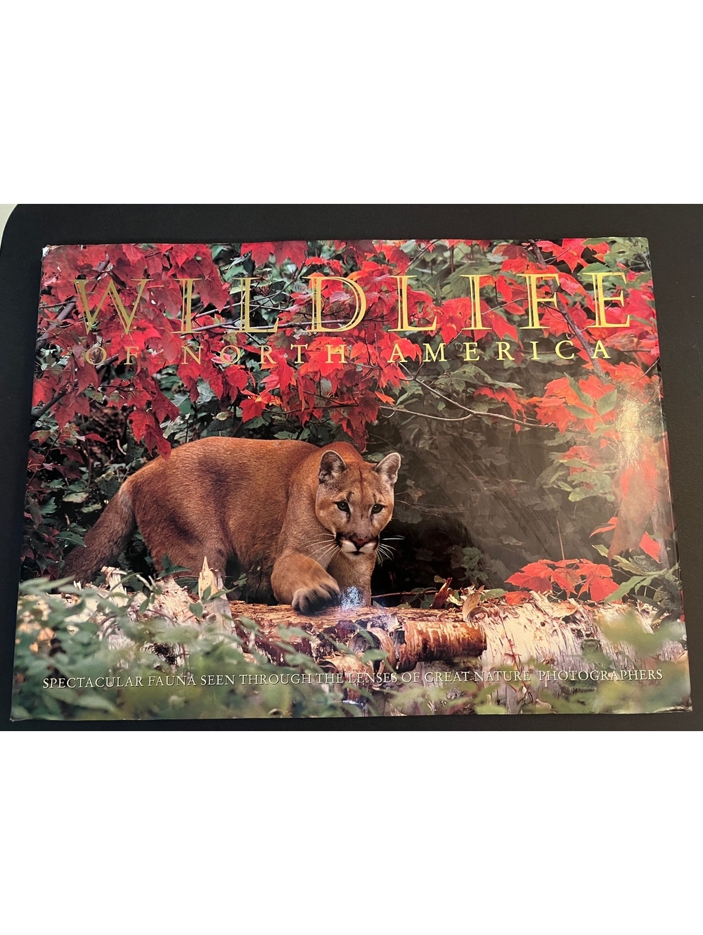 Huge Wildlife in North America HCDJ Coffee Table Book 12”x16”